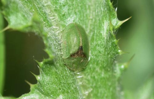 Réf. 342 298 : Cassida sp.